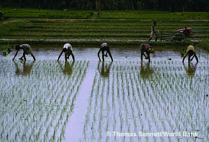 People harvesting rice © Thomas Sennett/World Bank