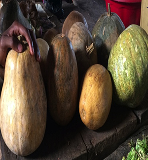 Photo of a table of gourds of different shapes and sizes.