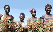 Four women pose holding bunches of groundnut plants.
