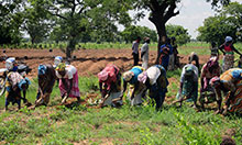 A group of farmers, all in a line, prepares a field for groundnuts.