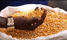 A woman's hand with a gold bracelet on the wrist, holds a handful of maize over a large sack filled with maize.