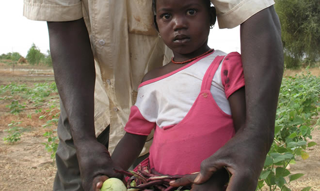 Sambo's 4-year old daughter collects nutritious beans