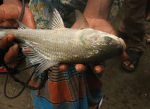 Photo of a man holding a catol fish
