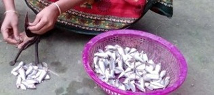 Photo of a basket of mola fish and a woman's hands preparing them