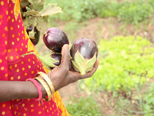 Photo of a woman holding eggplants.
