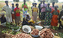 OFSP_MTMSG members in Tatale District display their Orange Fleshed Sweet Potato (OFSP) yields