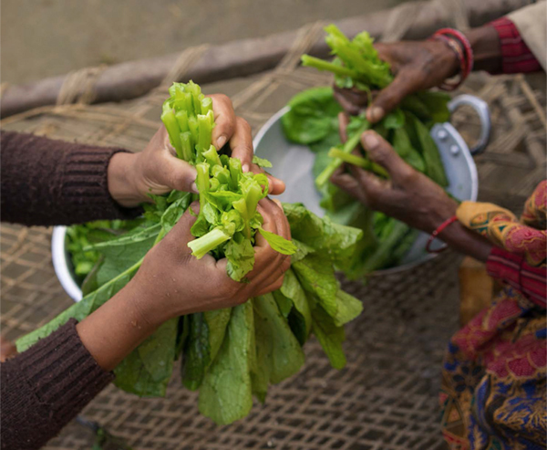 Photo of two people holding fresh greens
