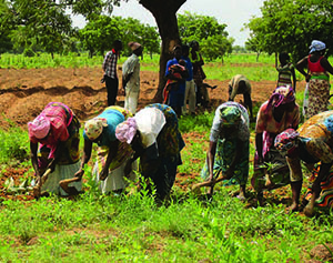 Photo of a group of men and women working in a field.