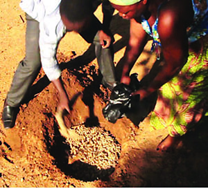 Photo of a woman and man properly disposing of bad groundnuts.