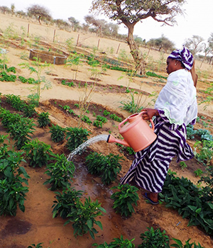 Image of a woman watering her crops with a large watering can. 