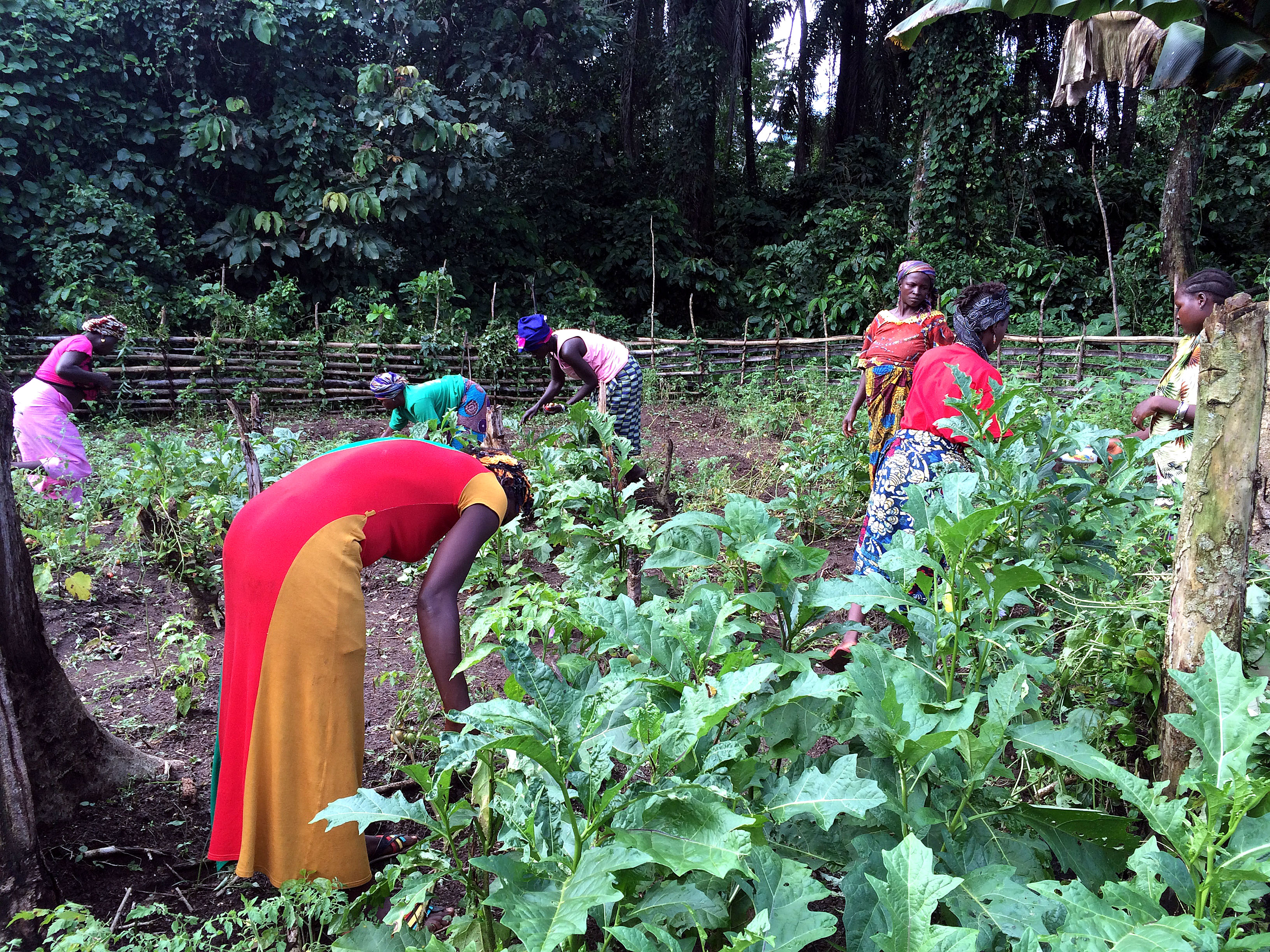 NGO-supported community gardens, like this one, can serve as a potential source of nutrient-rich food.