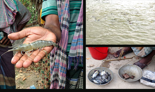 Both fish and shrimp were NRVCCs of study in Bangladesh, whereas in Cambodia only fish were studied.