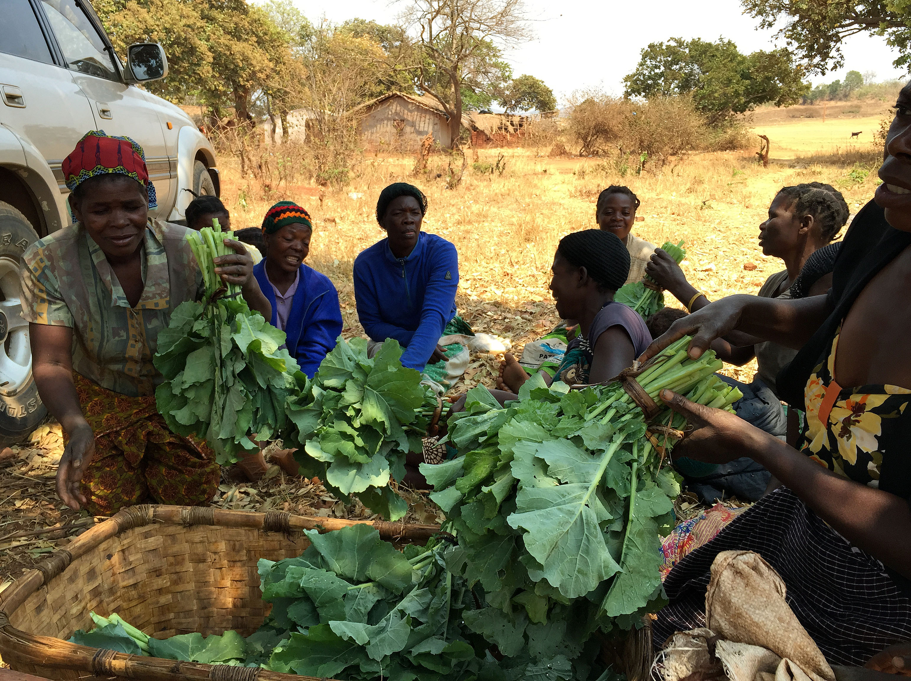 A group of female farmers show their freshly harvested rape, a leafy green Zambian vegetable, during a focus group discussion. 