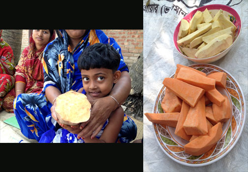One NRVCC studied in Bangladesh was the orange-flesh sweet potato, which were introduced as a nutritious food source by a Feed the Future project. 