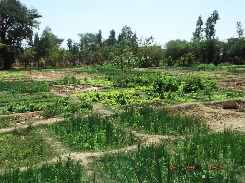 SPRING identified this existing garden in Segué, Bankass for the commune-level garden.