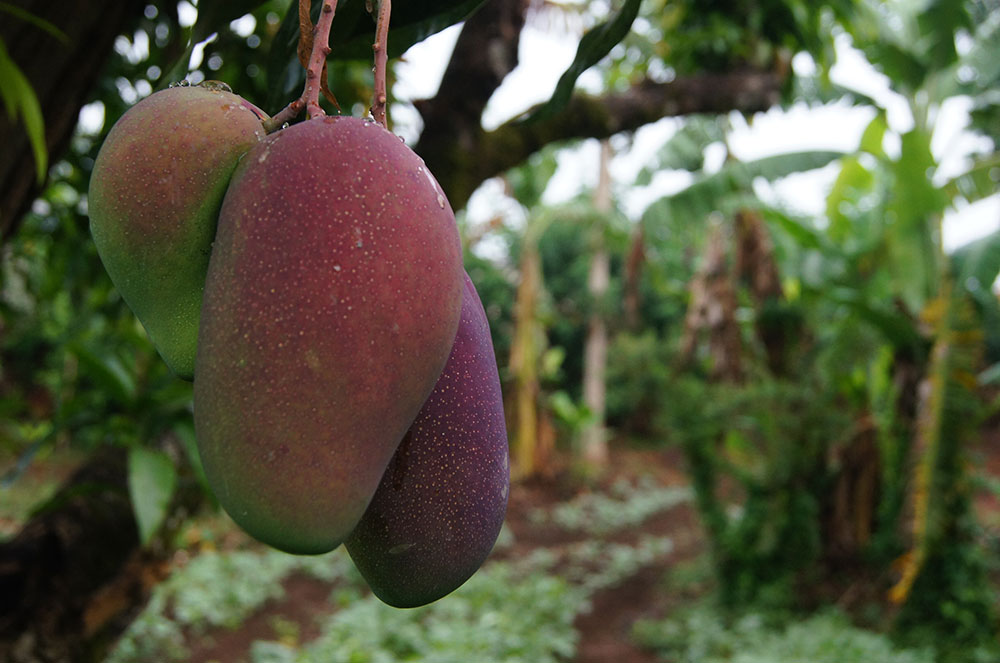 The videos both focused on mango production.  One group produced a video on how to graft improved varieties of mango, and a second group produced a video on transplanting mango seedlings to a permanent location.