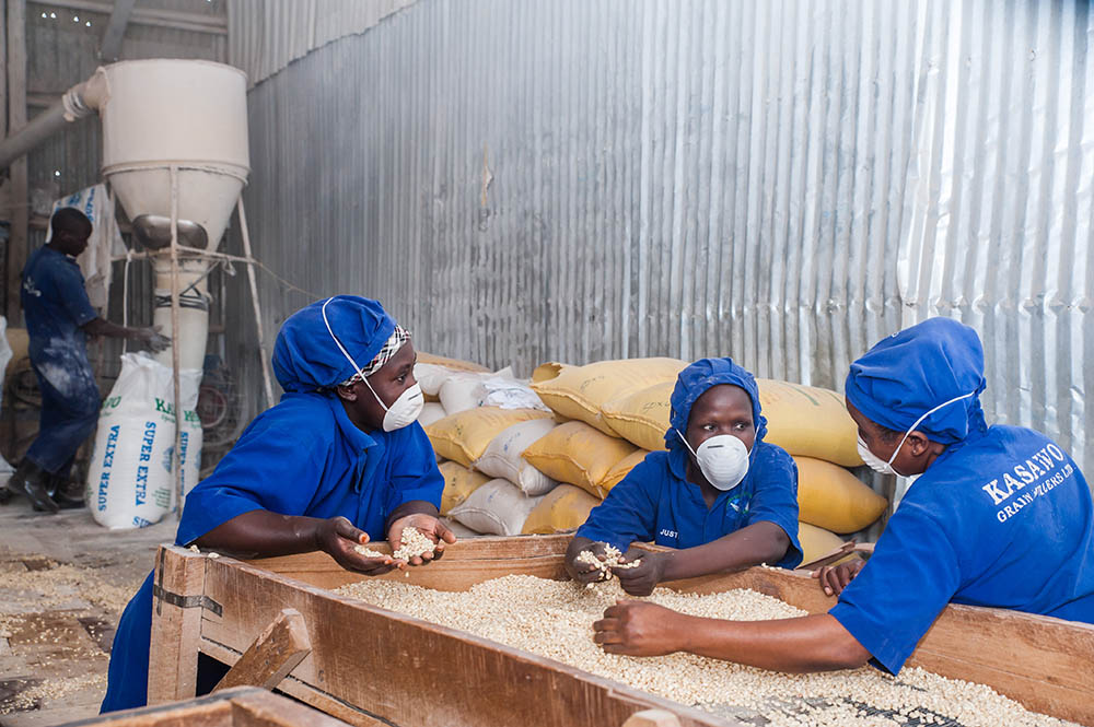 Millers removing debris from the maize grain at a milling plant. SPRING carried out a survey to identify the number of maize millers in the country and the number of those who fortify. It was found that majority of the small and medium scale millers do not fortify their maize flour. But since the average Ugandan most likely consumes flour from such a small-scale miller, there is need to enable these millers to fortify. 