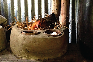 Chicken in nest. Photo courtesy of Agnes Guyon