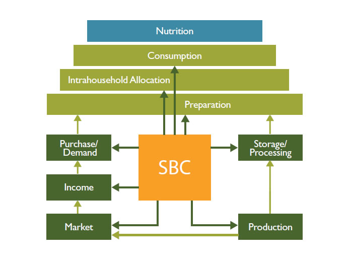 FIGURE 6. SOCIAL AND BEHAVIORAL CHANGE LINKING AGRICULTURE AND NUTRITION