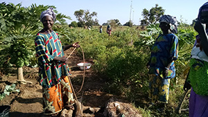 Three women tending their crops
