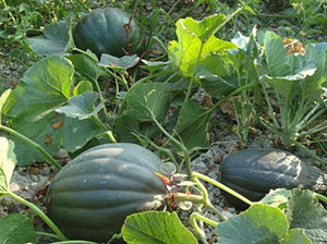 Plentiful production of sweet gourd in Parvin’s Homestead Garden