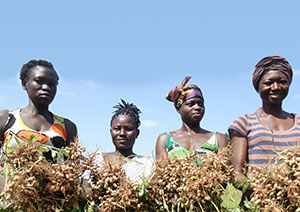Four women pose holding bunches of groundnut plants.