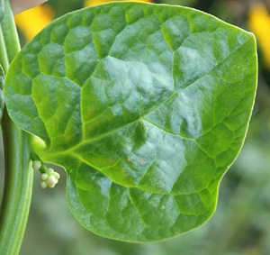Photo of a leaf. 