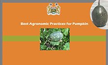 Page 1 [figure] Coat of arms for Sierra Leone [photos, in center and in upper right] Two different kinds of pumpkin [title] Best Agronomic Practices for Pumpkin [logos] USAID logo: "USAID: United States Agency [for] International Development. USAID. From the American People" SPRING logo: “SPRING. Strengthening Partnerships, Results, and Innovations in Nutrition Globally”