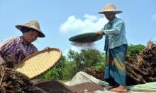 Women threshing rice. 