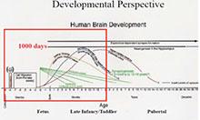 Slide depicting developmental perspective. 