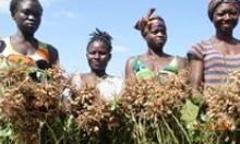 Female farmers with their ground nut crops. 