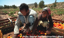 Two people sort tomatoes - source: Stephan Bachenheimer/World Bank