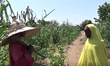 Photo of a man and a woman standing in a field of maize discussing something. 